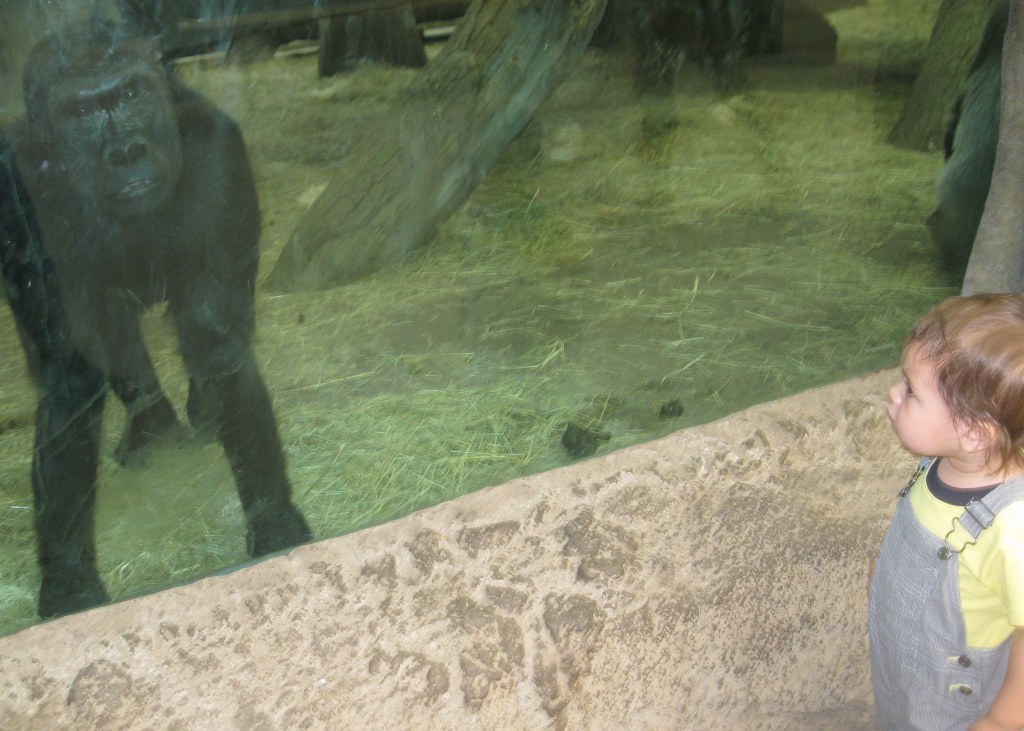 Gorilla Columbus zoo