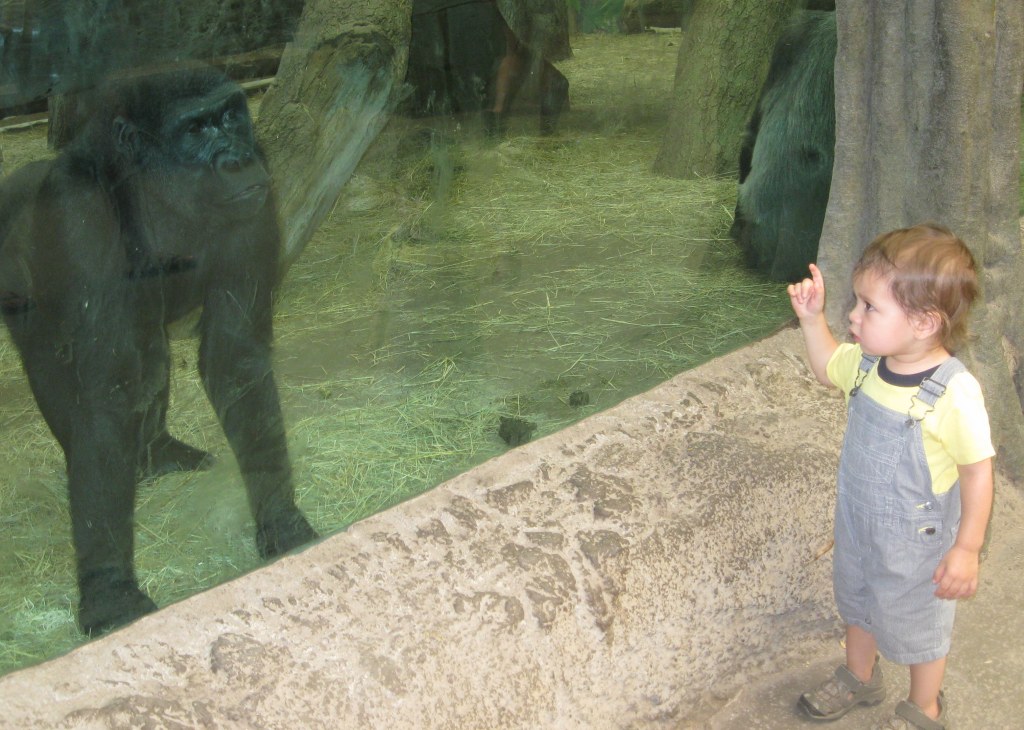 Columbus Zoo Gorillas